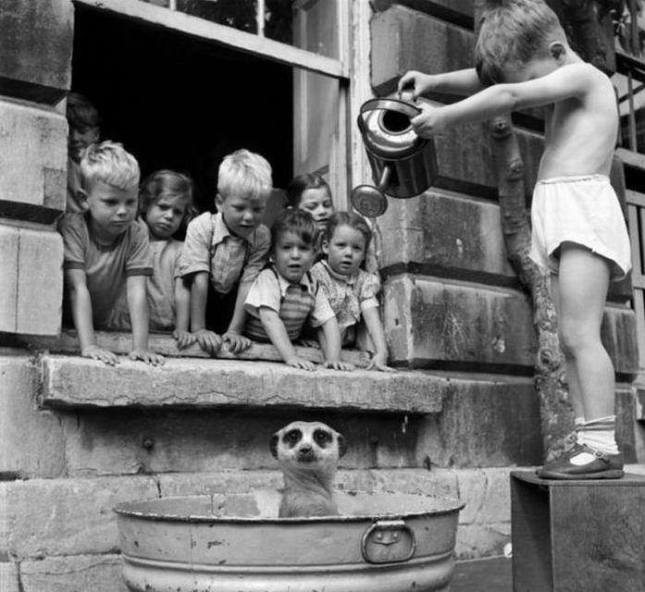 niños bañando suricata